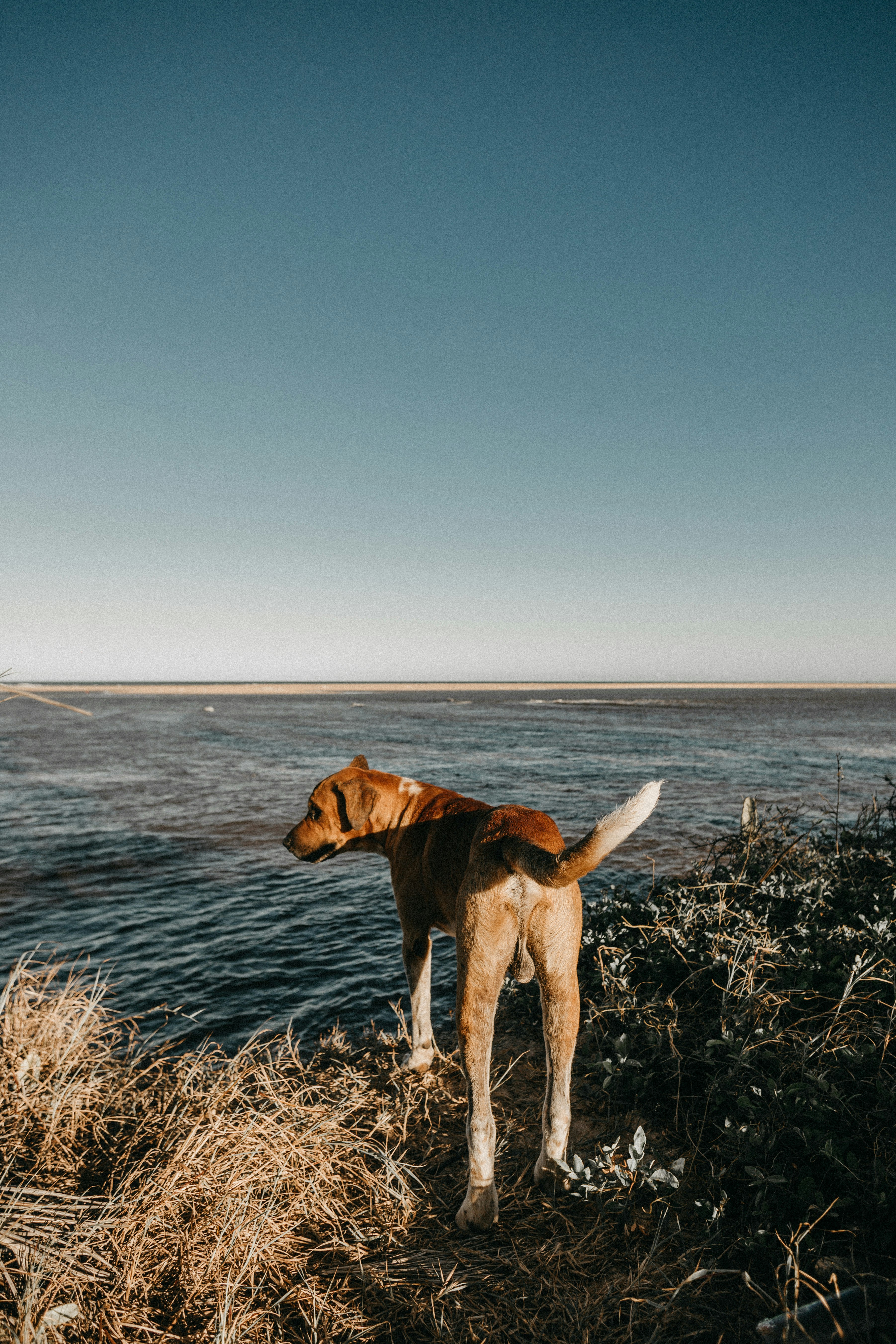 short-coated brown dog standing near body of water